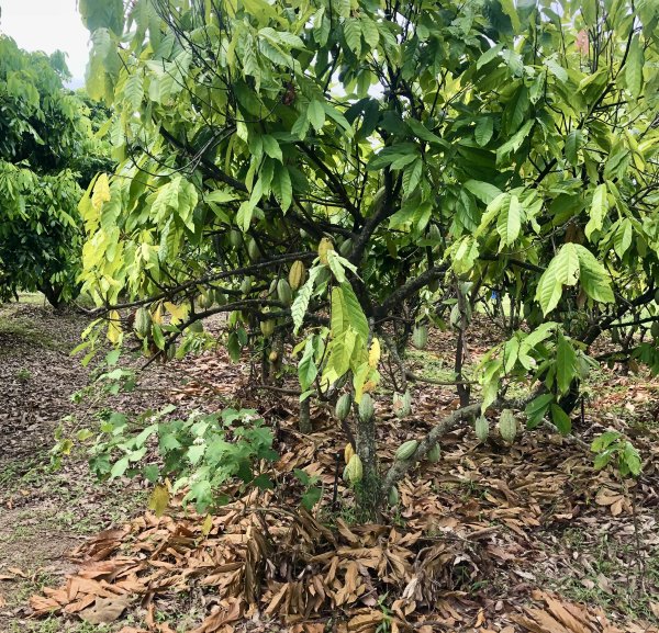 รหัส สินค้า เมล็ดโกโก้แห้ง 1 กิโลกรัม ราคา 230 บาท - ศูนย์รวมสินค้าของใช้ทั่วไปและอุปกรณ์ตกแต่งบ้านดีไซน์ทันสมัย คัดสรรคุณภาพเพื่อยกระดับการใช้ชีวิตของคุณให้ง่ายและสวยงามยิ่งขึ้น พร้อมช้อปออนไลน์สะดวกสบาย